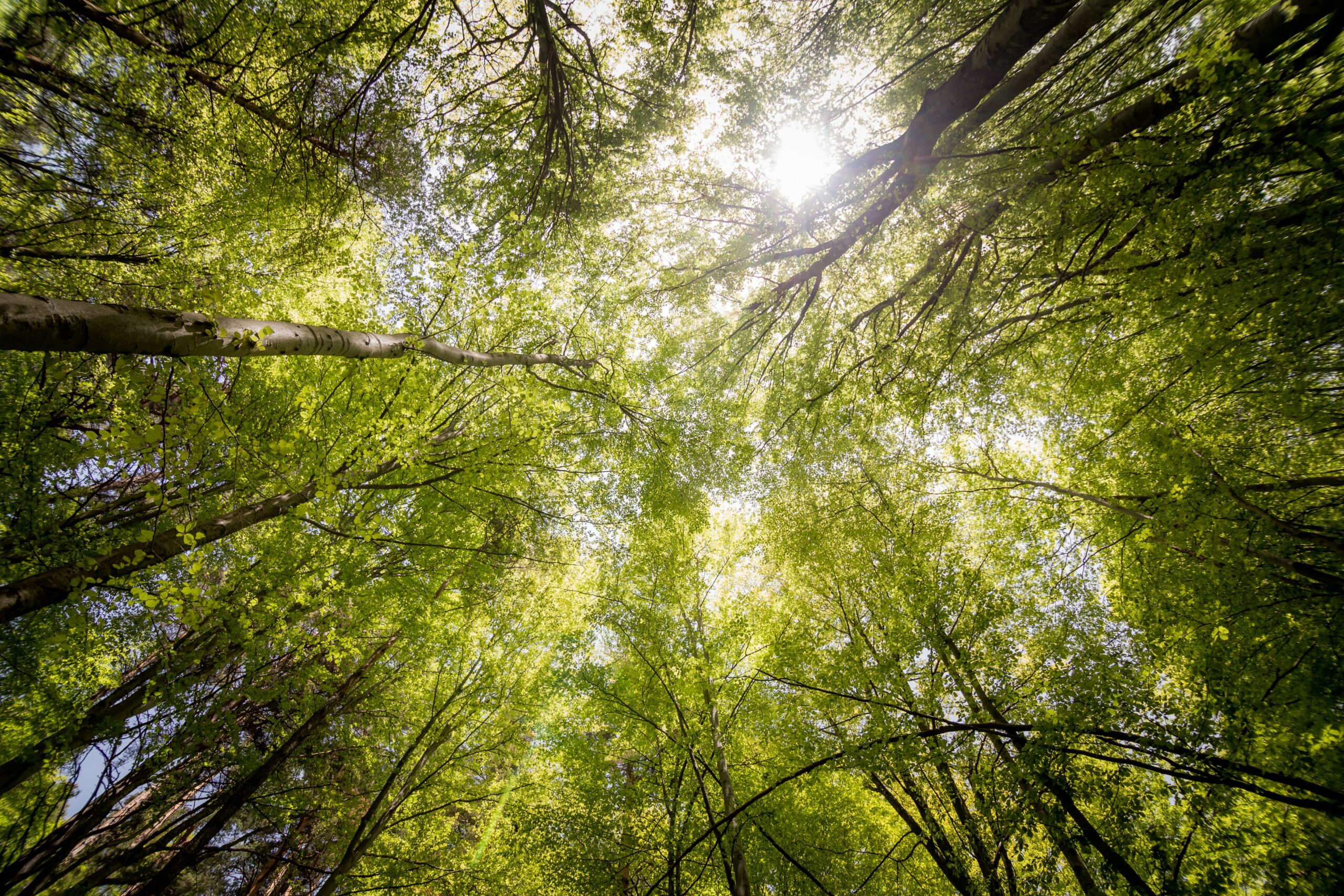 Ein Baum, viele Möglichkeiten