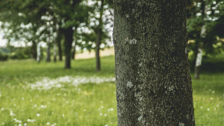 Eigenes Holz verarbeiten Eigenes Holz verarbeiten
