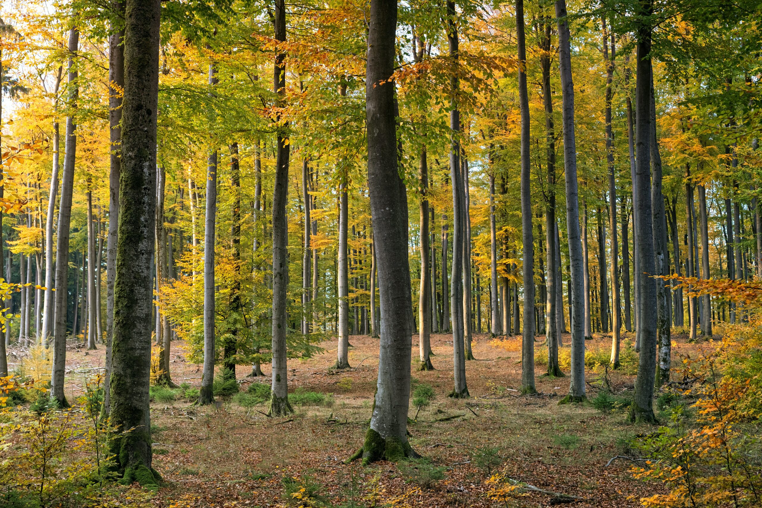 Holz ein besonderes Material